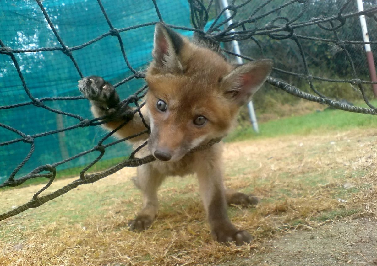 RSPCA release shocking pics of British wildlife trapped in sports netting