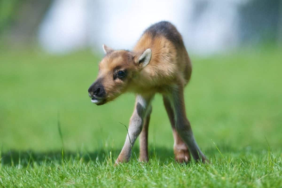 Is this the cutest baby animal ever born in the Cotswolds?
