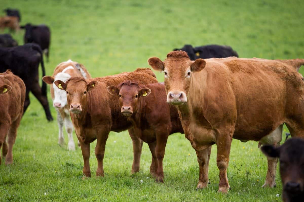 CO2 emissions from 20 livestock firms higher than Germany, France or UK