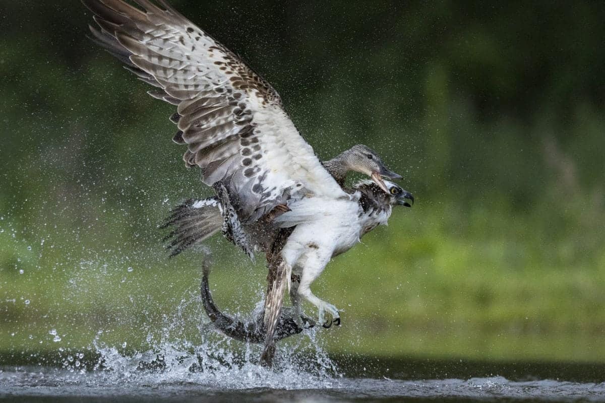 Amazing pictures show the moment an angry duck decided to take on an osprey