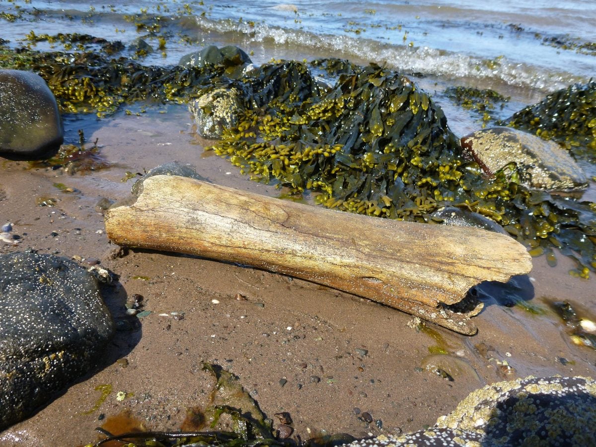First woolly mammoth bone to be found in Scotland has been discovered on a beach