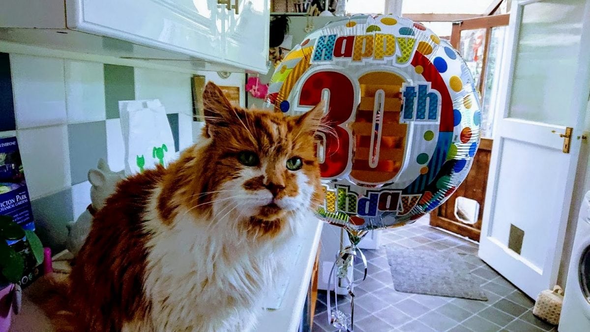 This British cat is the oldest in the world
