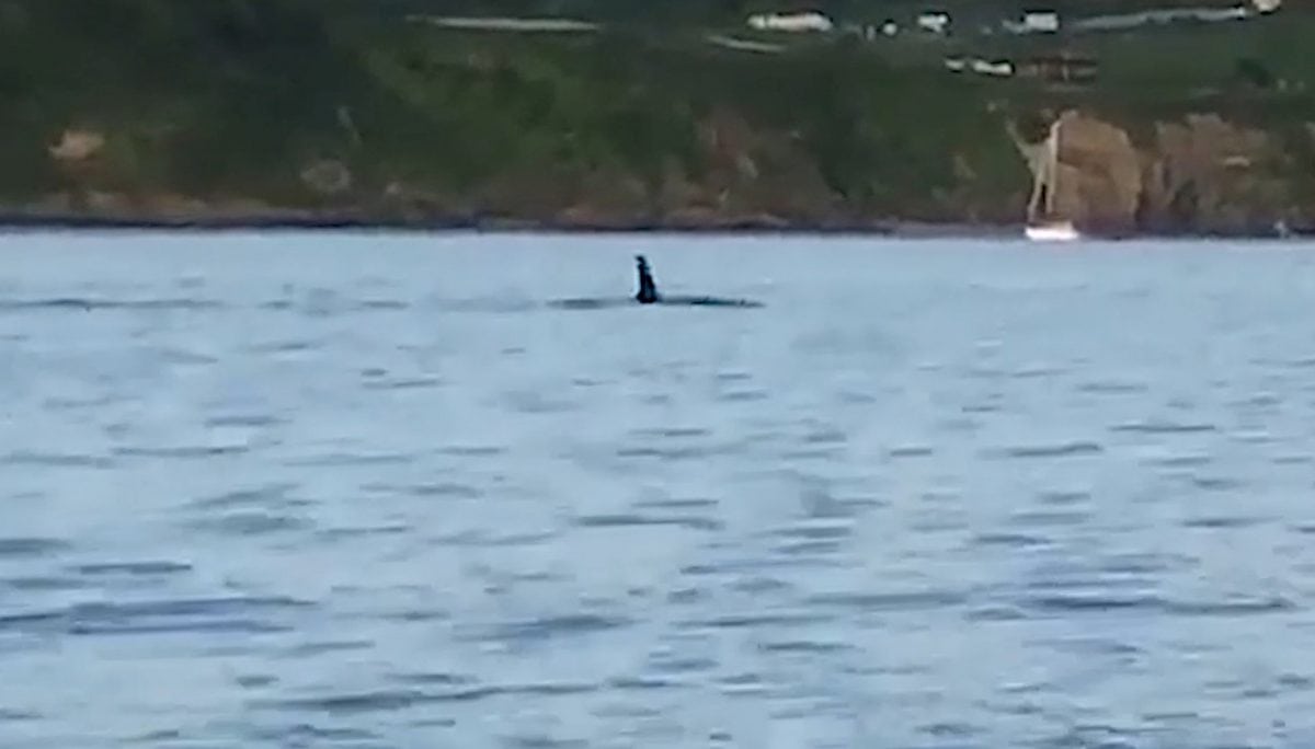 Watch – Video captures Orca swimming in Plymouth Sound