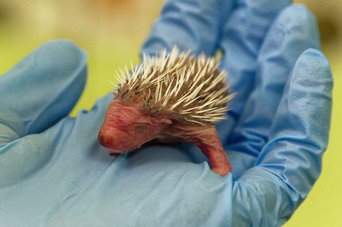 Adorable tiny baby hedgehog being cared for by the Scottish SPCA