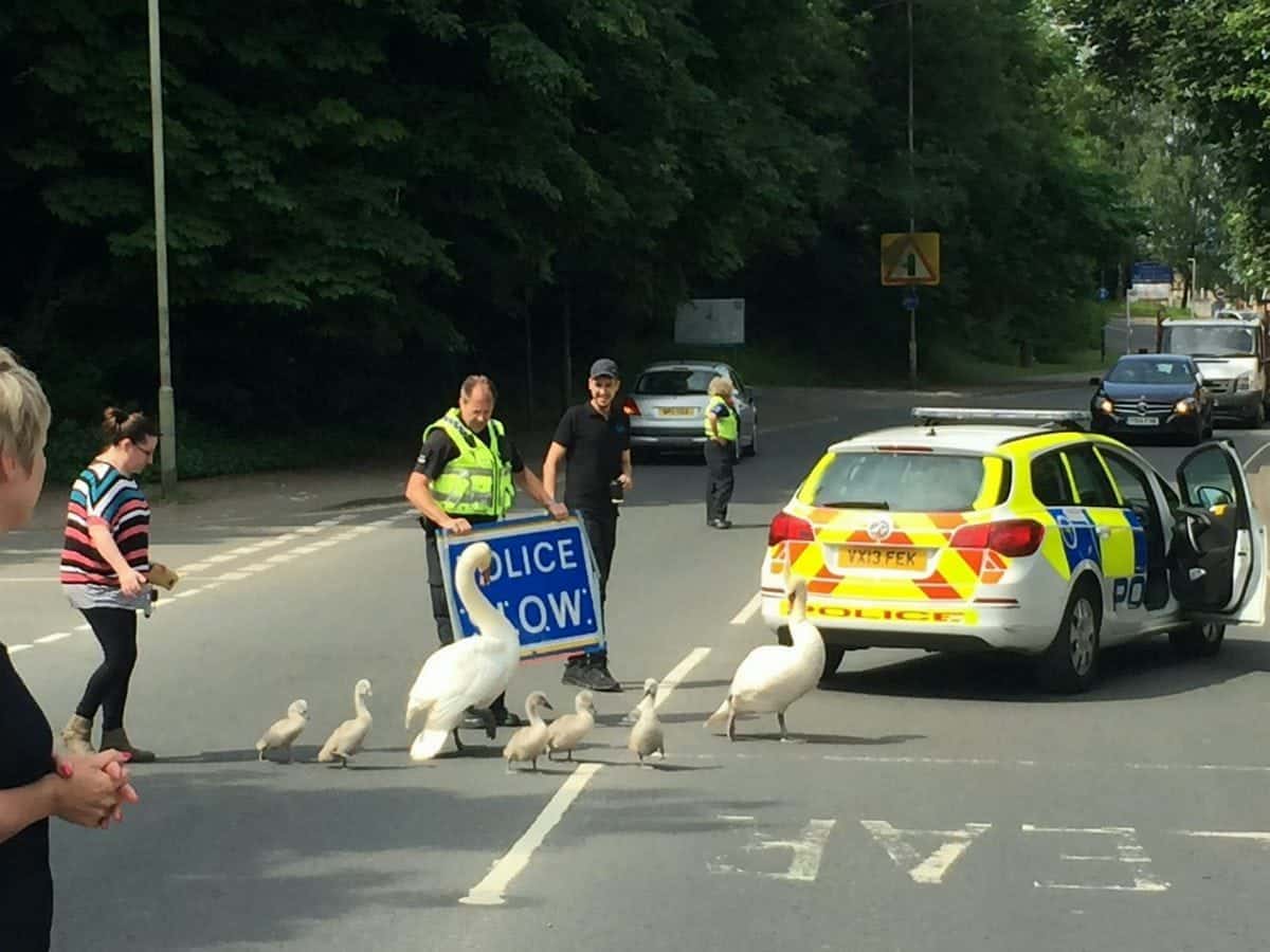 Traffic brought to standstill as cops help bevy of swans cross the road