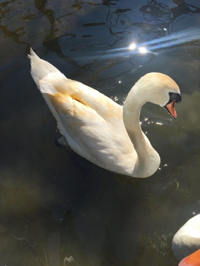 Animal rescuers are fuming after somebody threw an entire tub of curry – on a SWAN
