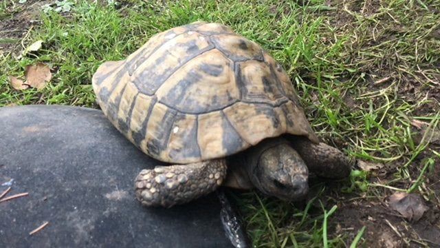 An ageing randy tortoise now has an online lonely hearts advert to find a mate