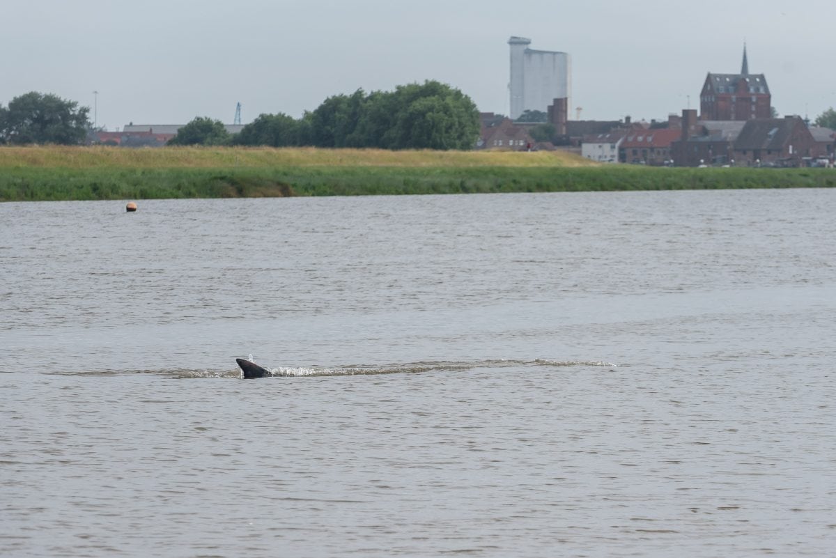 5m whale causes ripples after being spotted swimming in the River Ouse