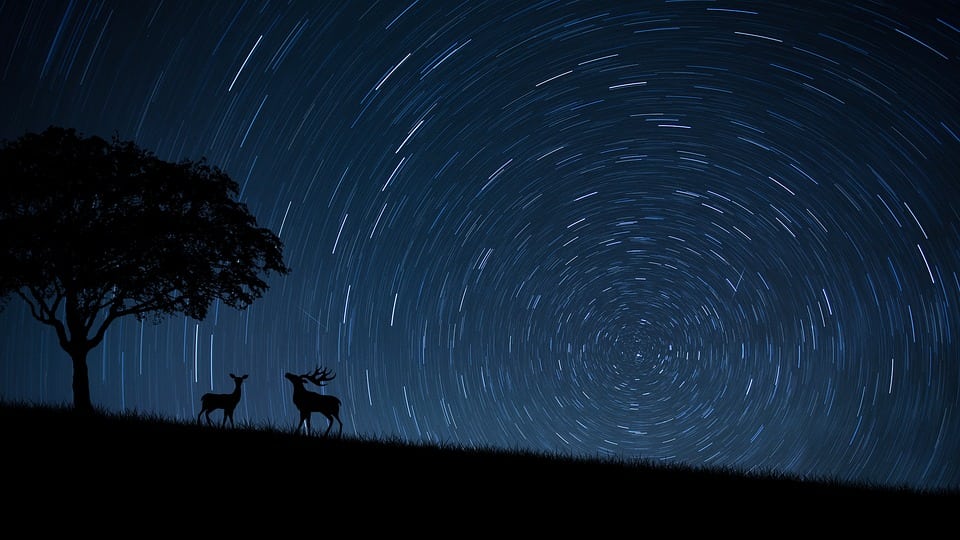 Animals are adopting the night life…to keep away from humans