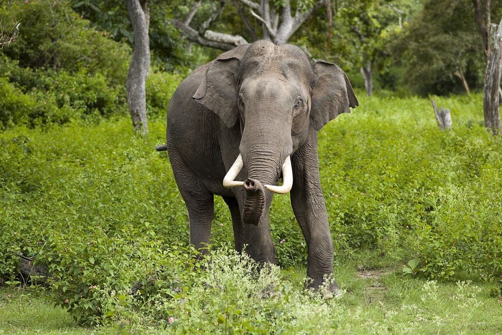 Europe’s first ever elephant sanctuary provides a safe haven to former circus elephants