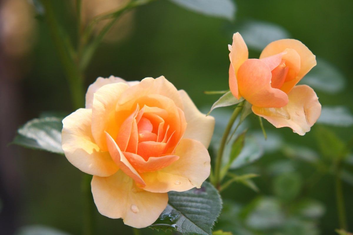 Flowers have scent runaways to guide bees quickly to the nectar