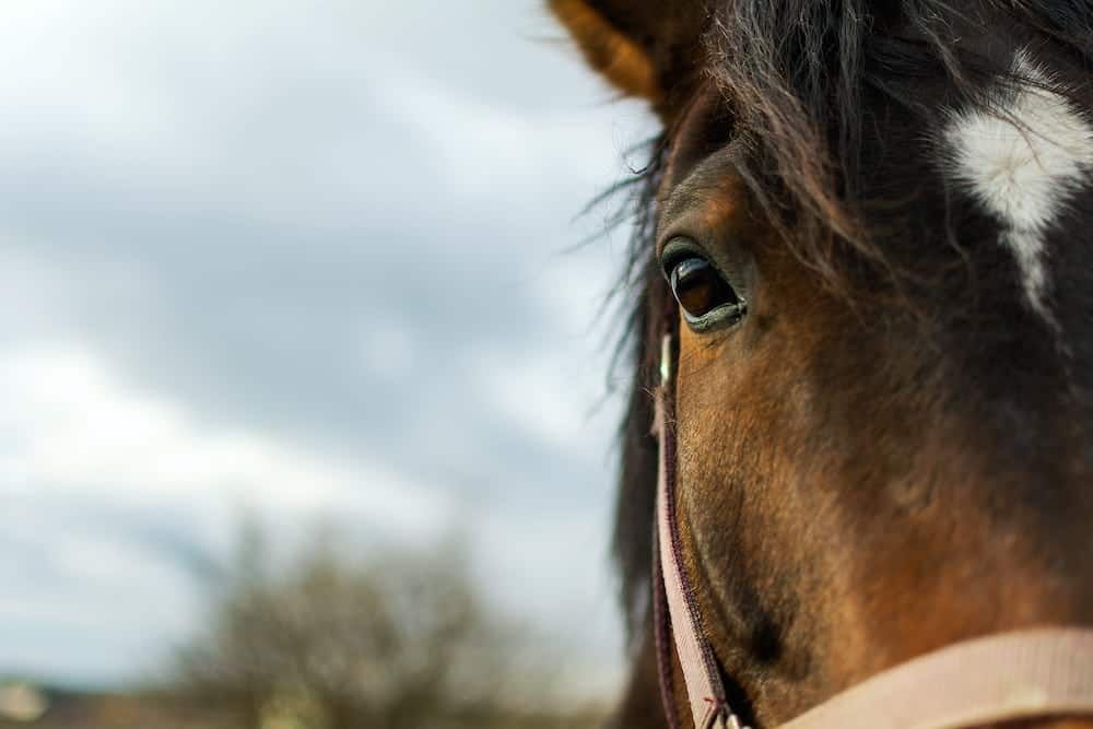 Horses ‘can read human emotions’