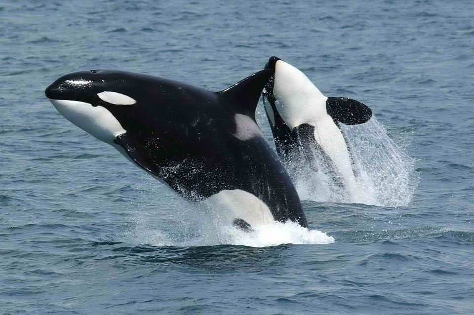 Killer whales ‘produce call similar to a human scream when hunting their next meal’