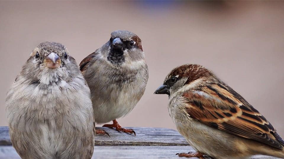 Sparrows ‘have whistled the same songs for more than 1,000 years’