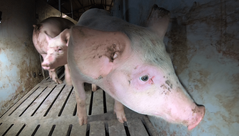 Watch – Exposed: Cannibalism on Tesco-Approved Pig Farm