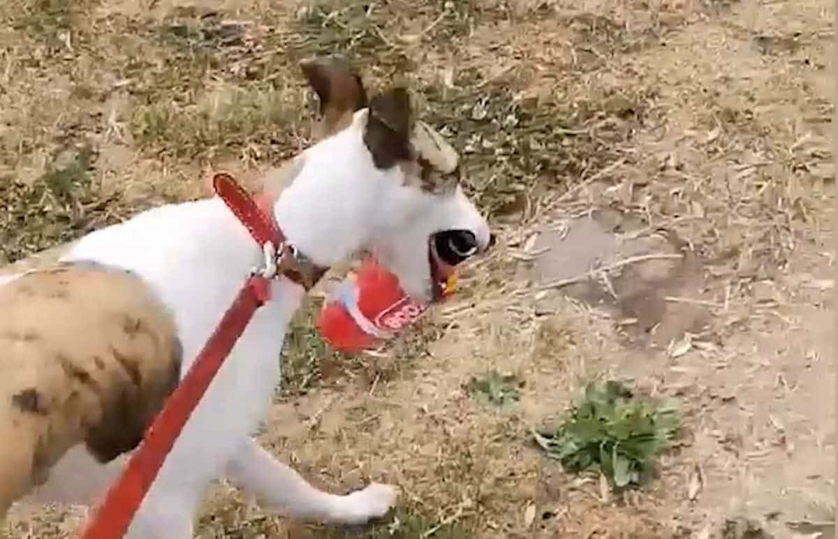 Eco-friendly whippet becomes latest addition to UK’s war on plastic