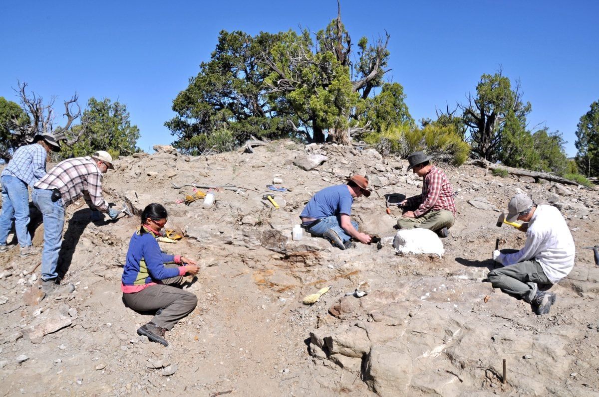 New plated dinosaur discovered in the US is named after a museum volunteer who helped clean its skull.