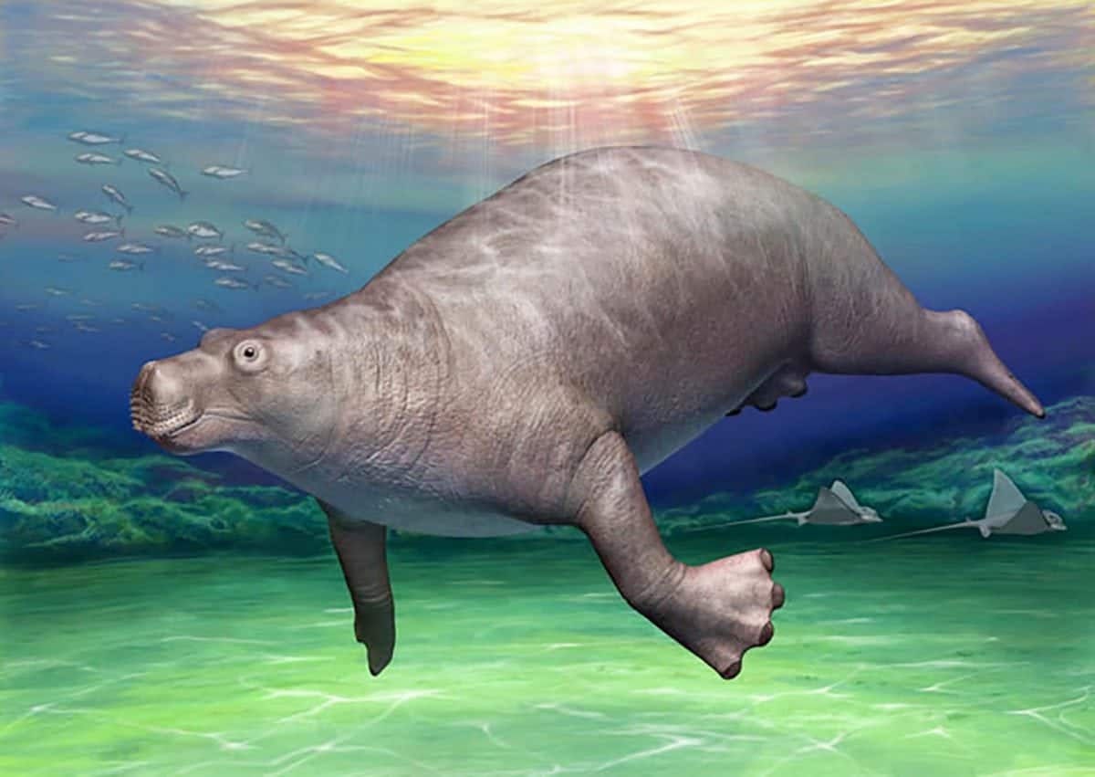 A ‘prehistoric hippo’ roamed seas off the coast of Japan 16 million years ago