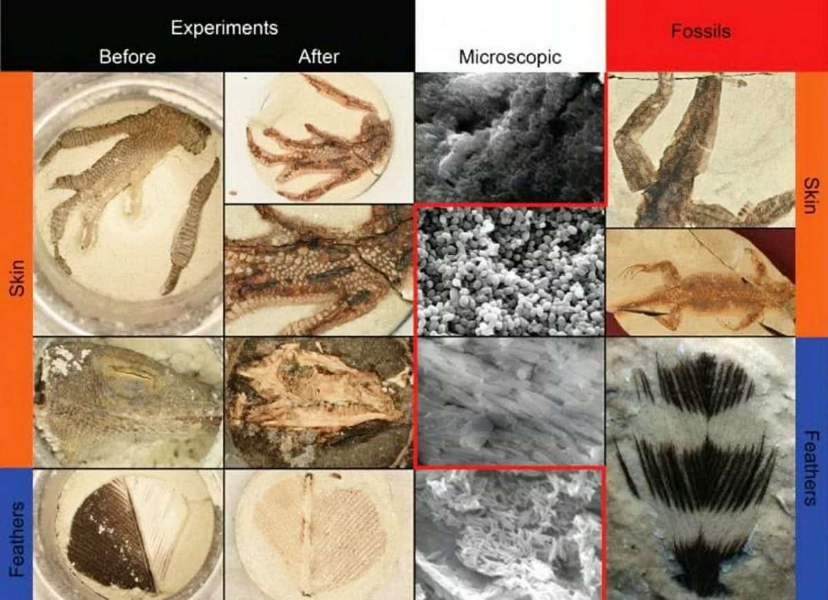 Fossils that usually takes millions of years to create can now be done in a matter of hours