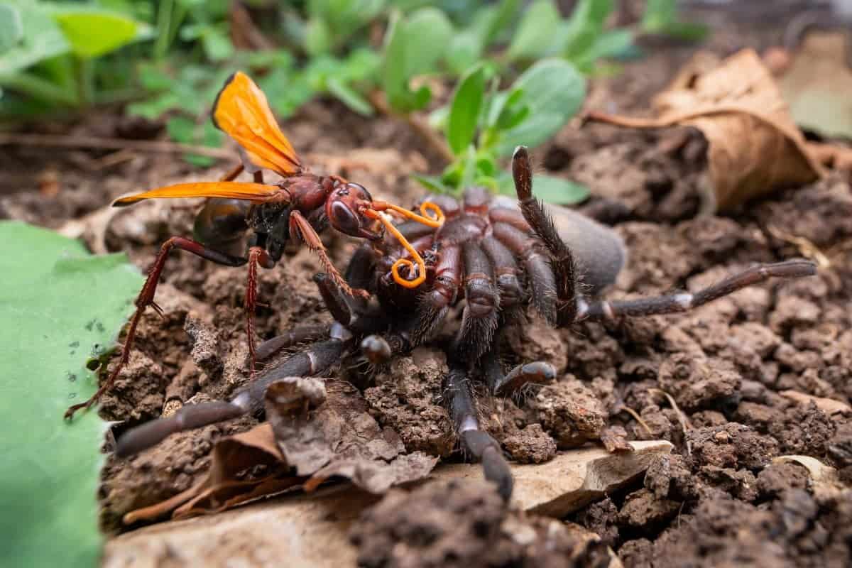 Watch – Incredible pictures capture the moment a giant wasp attacks and kills a tarantula