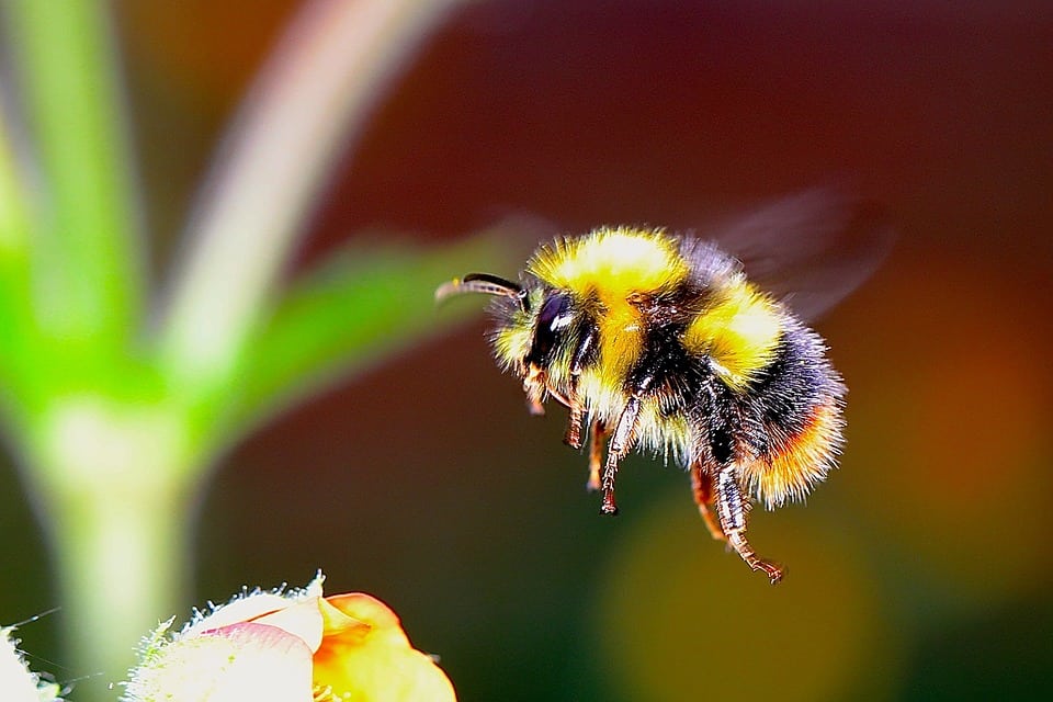 Gardeners urged to ditch bug sprays that contain nasty chemical blamed for killing off bees