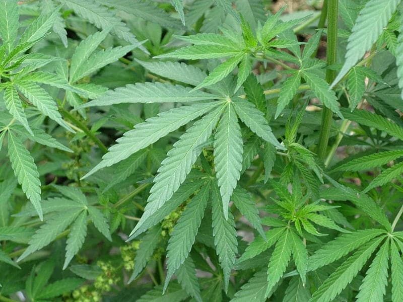 Cannabis could hold key to boosting survival rates in people with hard-to-treat pancreatic cancer