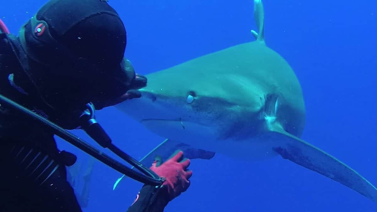 Leigh Cobb, 38, an ex-pat from Palm Beach, Florida removes a hook from a shark's mouth. See Masons copy MNHOOK: This incredible slow-motion video shows the moment when a brave diver pulled a hook from the mouth of a shark. The footage, taken on a conservation trip to the Bahamas, shows diver and marine biologist Leigh Cobb bait the oceanic white tip shark with a fish - before placing her left hand on the animal's nose and pulling out the hook with her right hand. The fearless diver - Leigh Cobb, 38, from Palm Beach, Florida - said that by placing her hand on the shark's nose it was momentarily hypnotised because all of a shark's senses are at the front of its face.