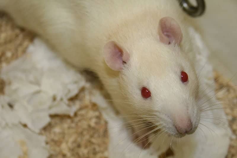Time to end lab animal secrecy and the hidden suffering of millions
