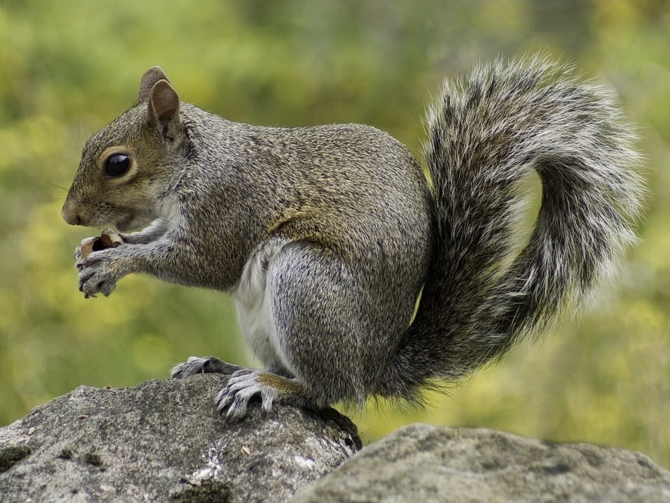 Woman called police after she heard an intruder…only for them to find a SQUIRREL