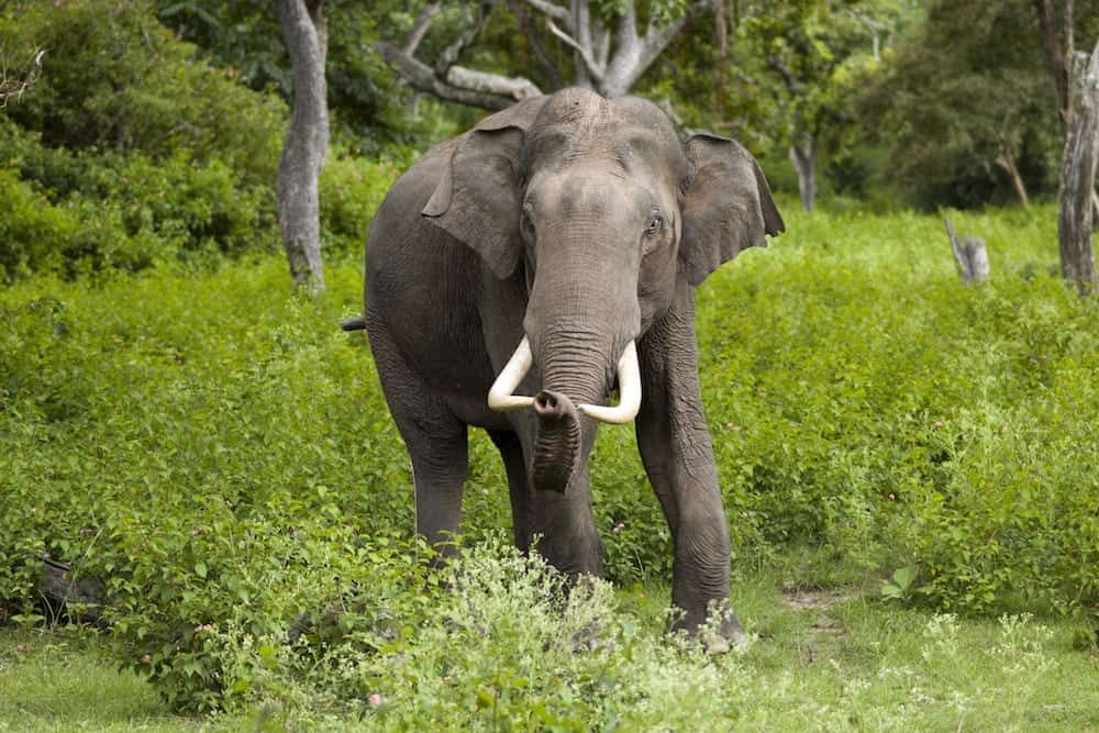 Capturing elephants from the wild dramatically shortens their lives