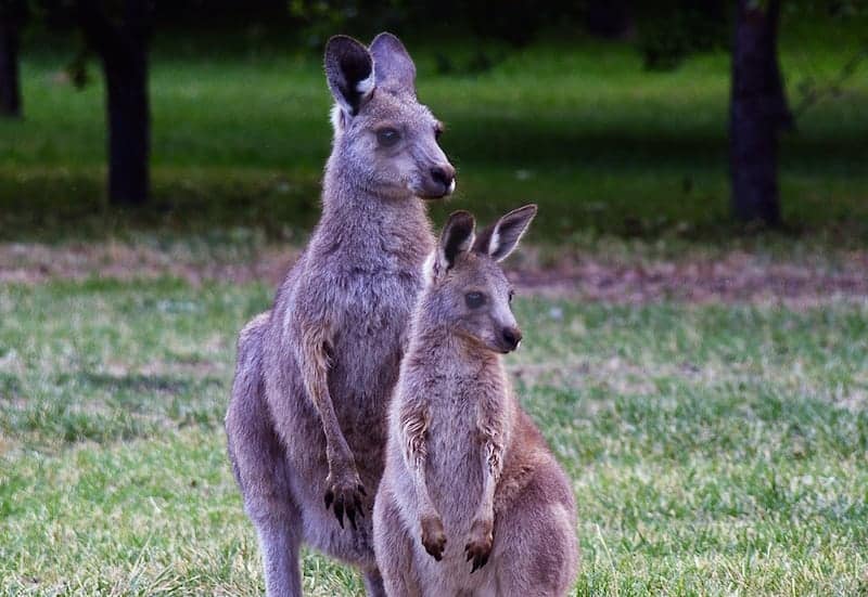 Victory for Vegan Campaigners as Pets at Home Drops Kangaroo Meat