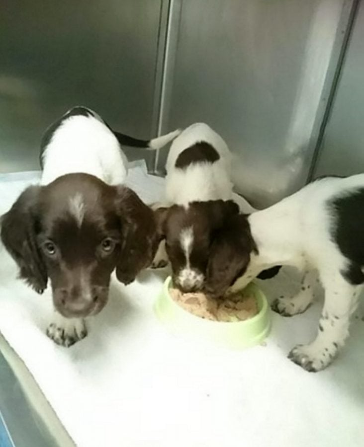 Three adorable puppies are now in loving homes after being abandoned & found in dustbin