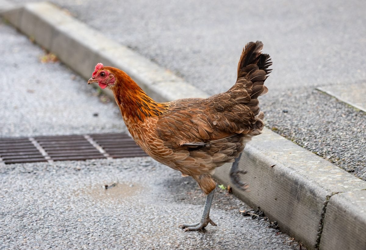 Housing estate overrun with more than 200 feral chickens