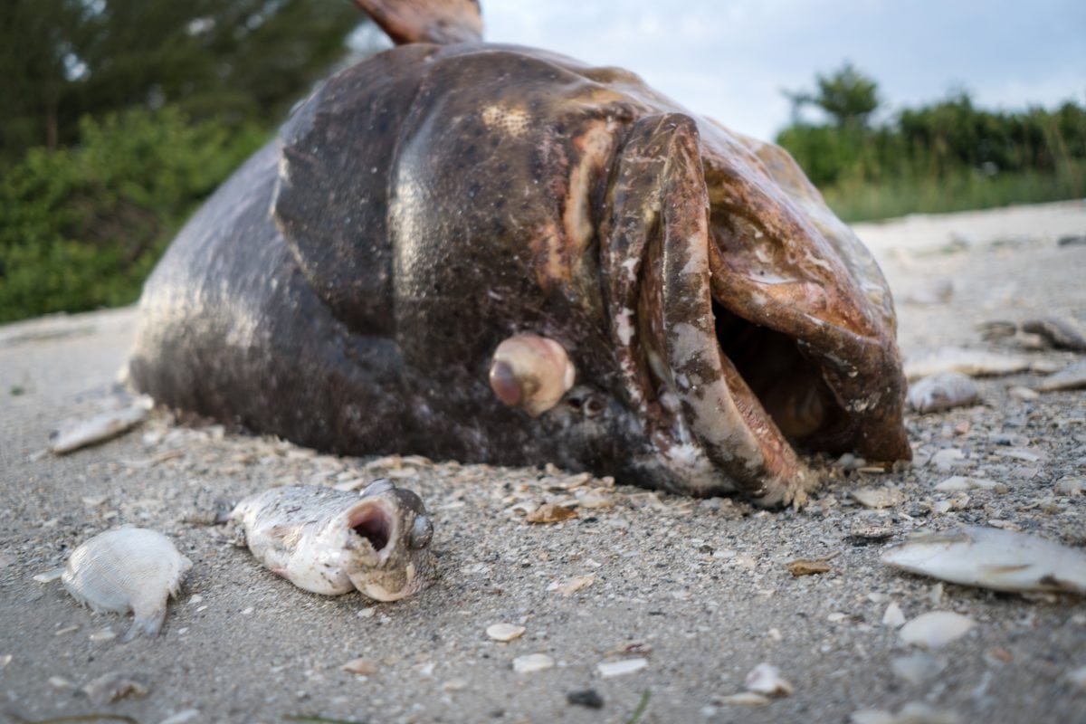 Shocking images show corpses of sea turtles, dolphins & manatees killed by pollution-caused ‘red tide’