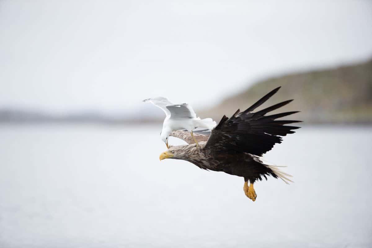 In Pics – Plucky seagull pecks eagle on head in mid-air flying stunt