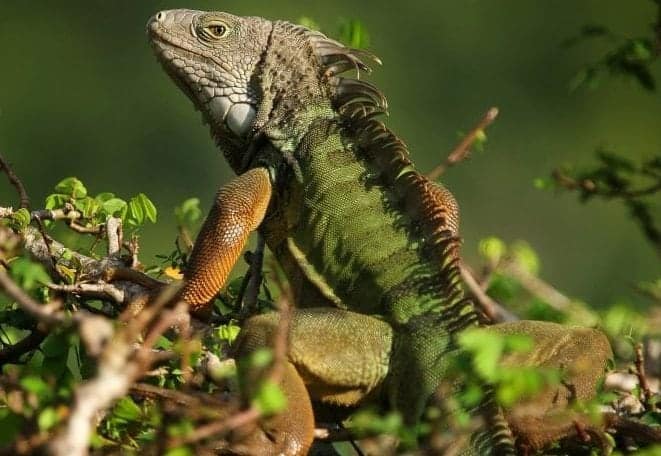 Britain’s native wildlife under threat from pet snakes and lizards