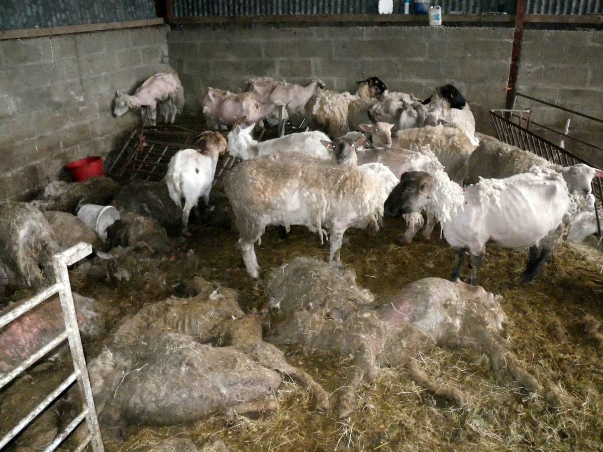 Animals still suffering on Britain’s ‘Farm from Hell’ – as owner facing jail had sentence postponed