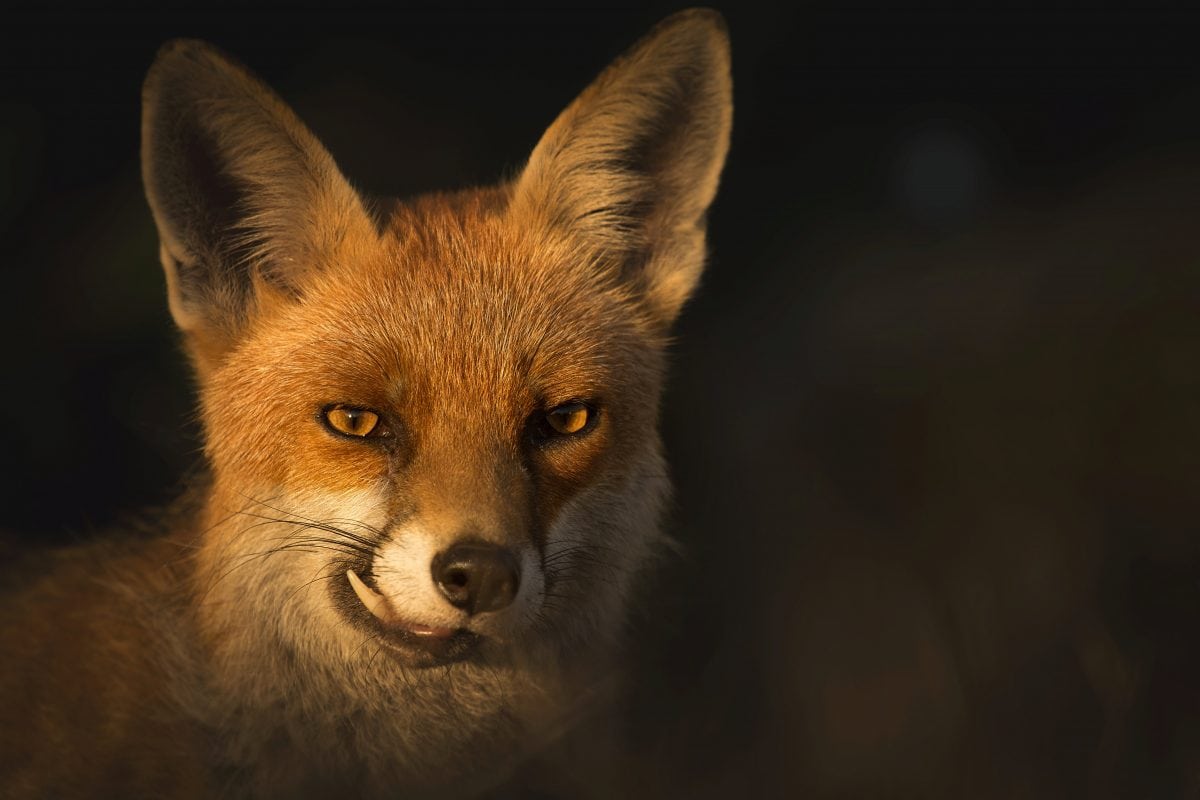 Amazing photographs show mischievous fox appearing to smile for the camera
