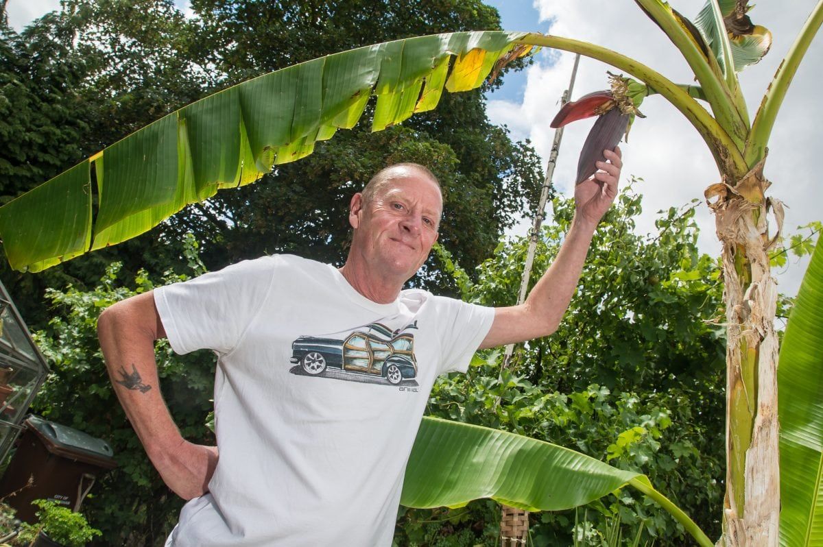 Heatwave causes BANANAS to grow in man’s garden in…Nottingham