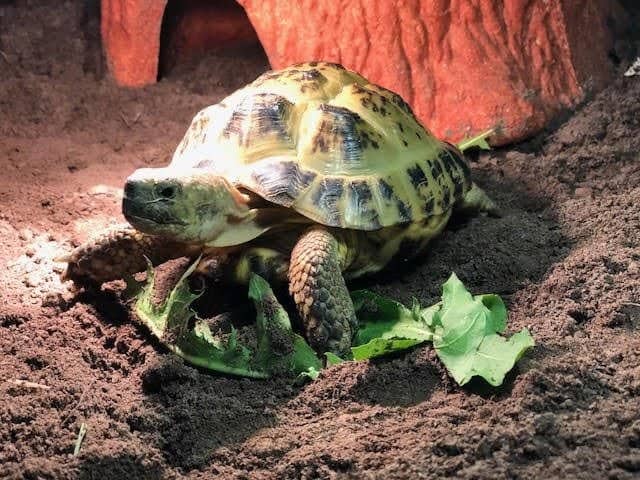 Missing tortoise turns up in a drainpipe a month after disappearing