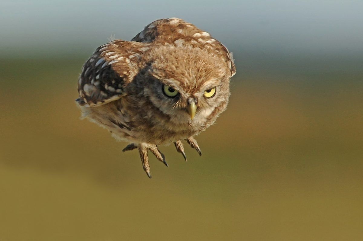 In pics – Little Owl chicks prepare to fly the nest