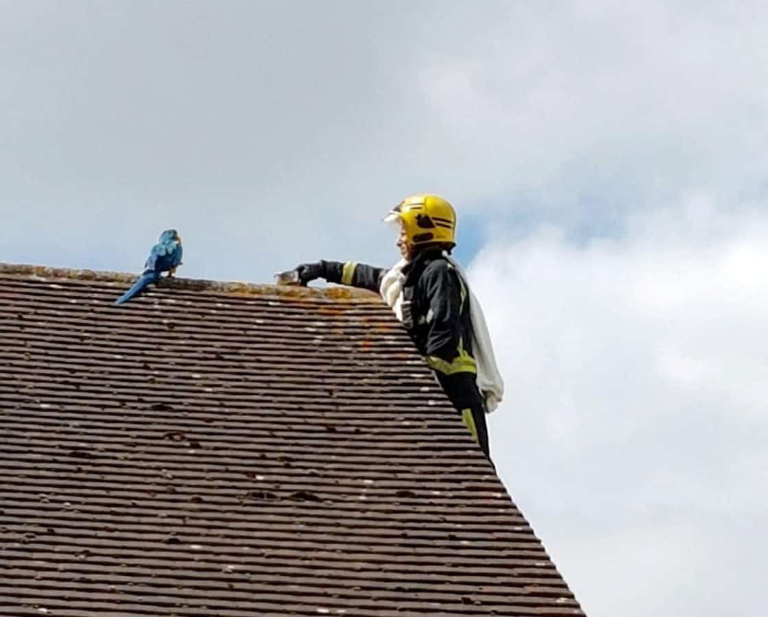 Escaped parrot tells firefighters sent to rescue it from a roof to ‘f*** off’