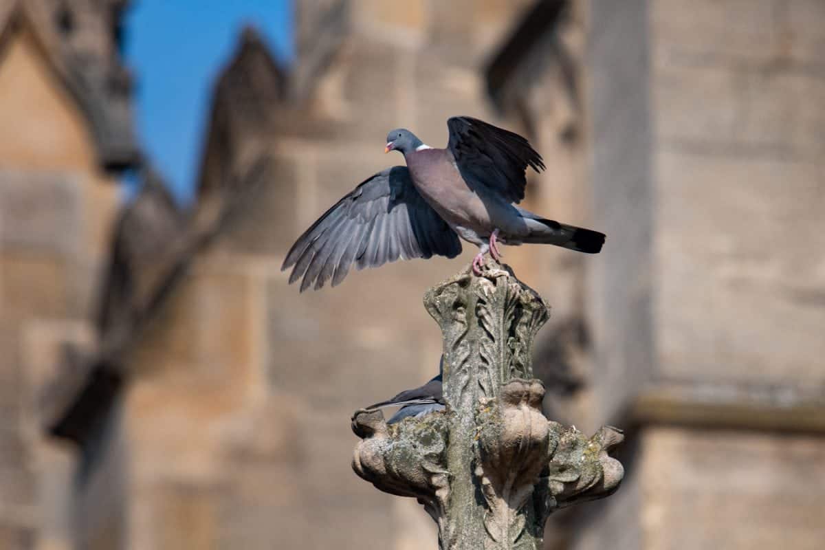 Pigeons have been pooing on people at Cambridge University