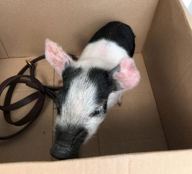 Man caught in nightlife hotspot with ‘untethered pig’