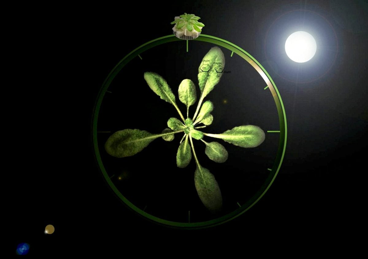 Plants can tell the time of day… just like animals