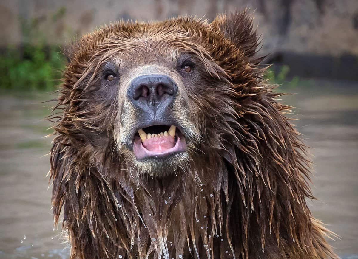 Grizzly bear strikes glamour poses for wildlife photographer