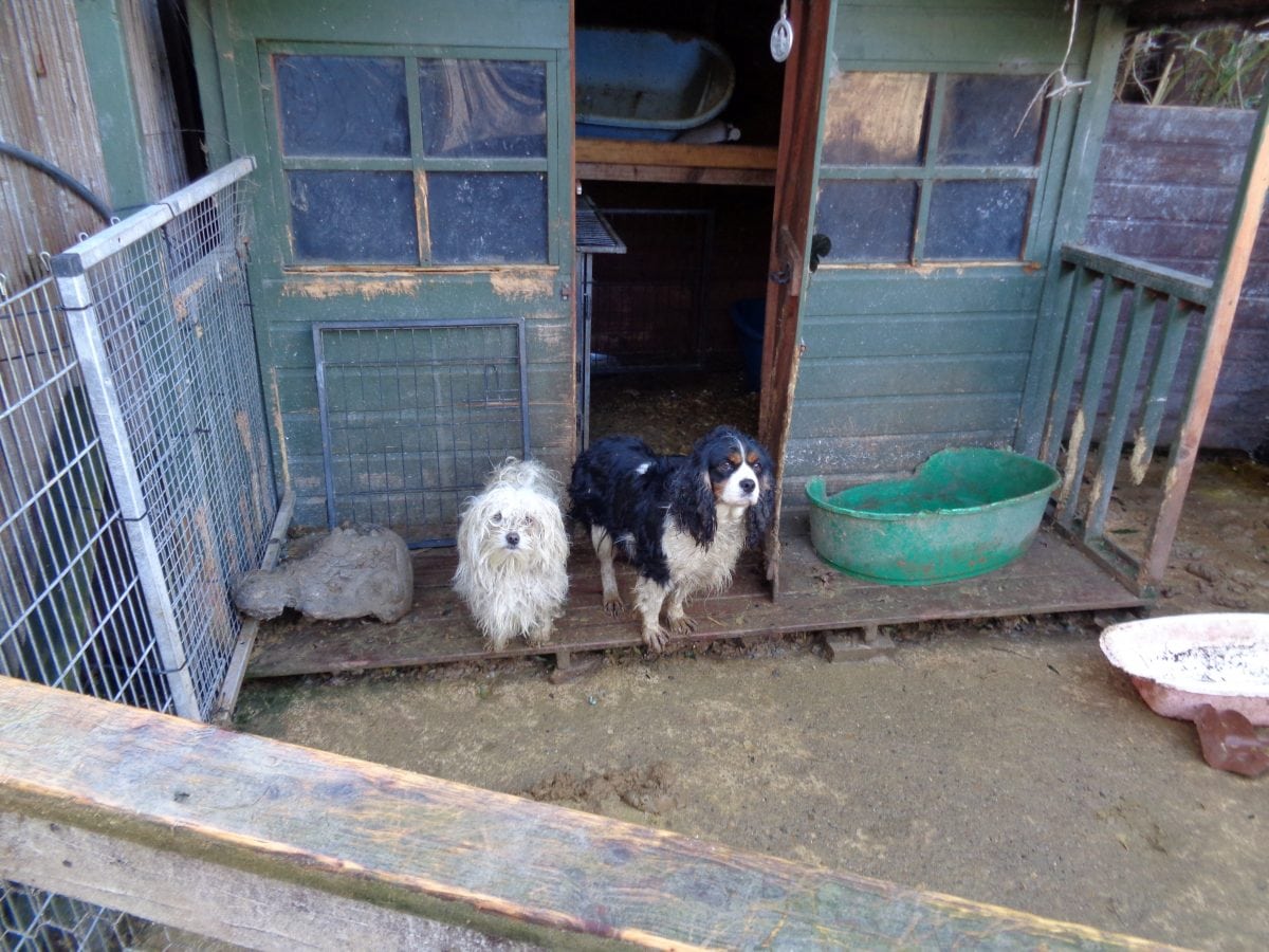 Woman banned from keeping animals after dogs & cats were forced to live in rabbit hutches