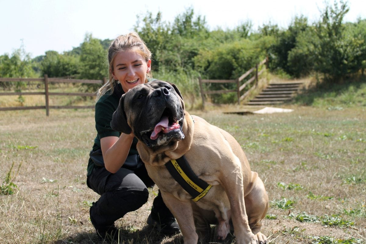 Rescue centre rehomes one of its biggest ever dogs – that weighs same as a rhino calf