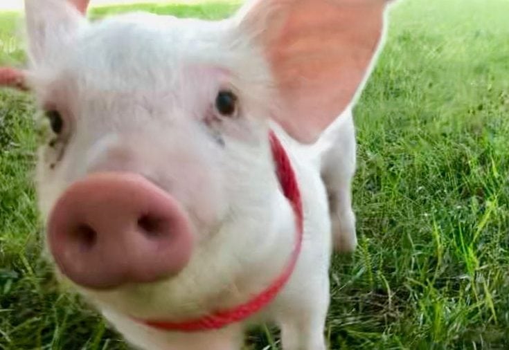 Watch – Piglet destined for the SLAUGHTER HOUSE finds new home on idyllic ranch