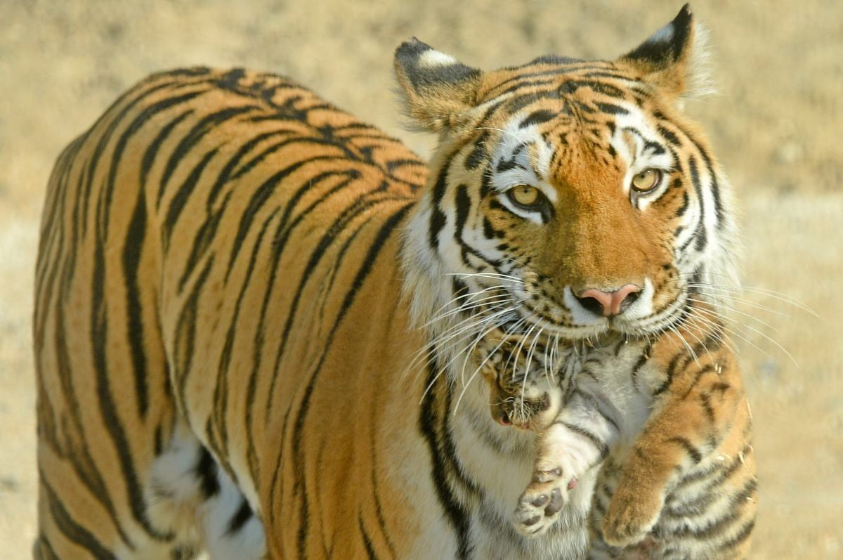 Four endangered tiger cubs have taken their first steps outside a British zoo